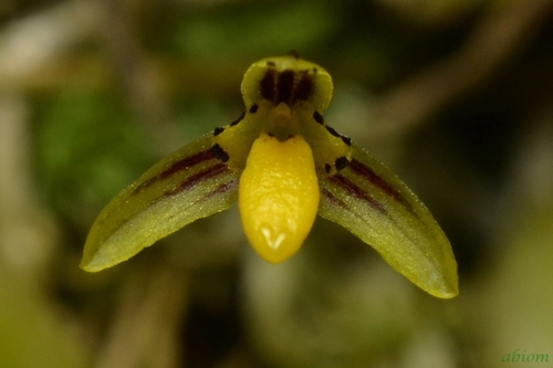 Bulbophyllum chryseum