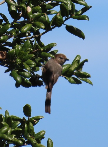 iNaturalist observation photo of Bushtit