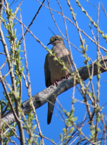 iNaturalist observation photo of Mourning Dove