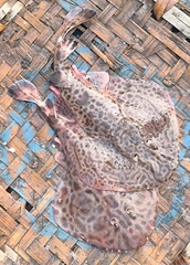 Tonkin Numbfish photo 2