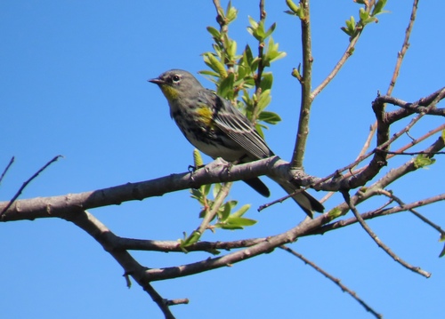 iNaturalist observation photo of Yellow-rumped Warbler