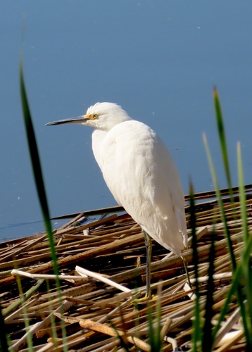 iNaturalist observation photo of Snowy Egret