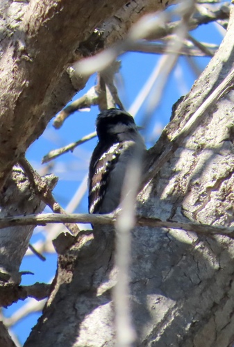 iNaturalist observation photo of Downy Woodpecker
