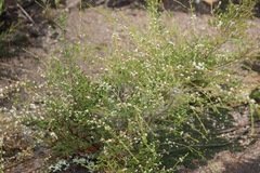 Micromyrtus sessilis
