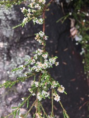 Micromyrtus sessilis