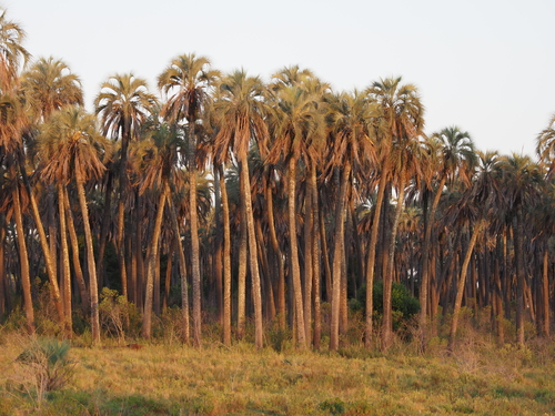 Butia yatay, photograph 6