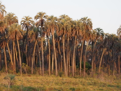 Butia yatay, photograph (c) Rosario Douglas, some rights reserved (CC BY)