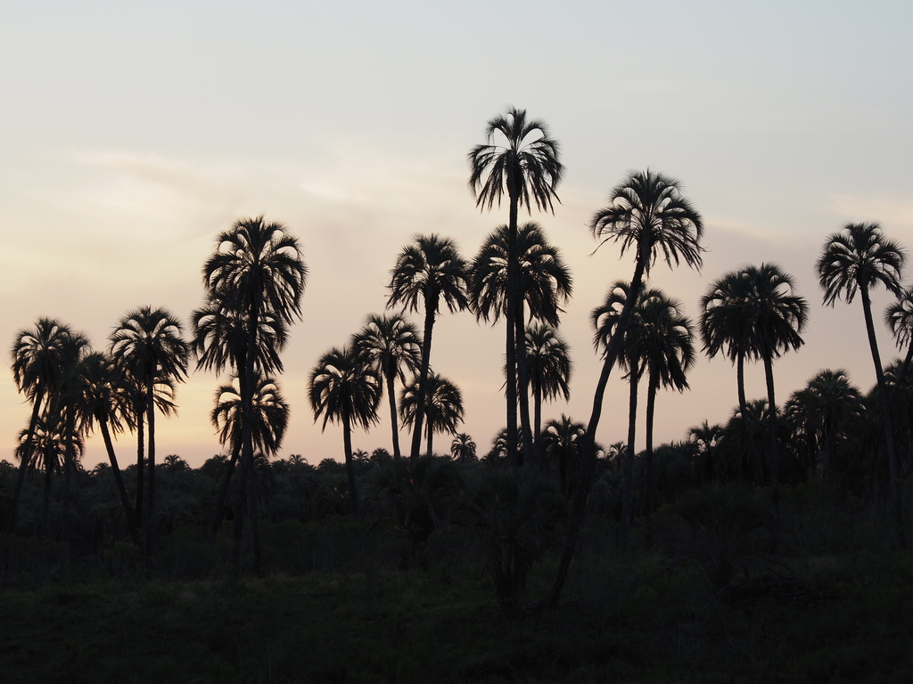 Butia yatay; photograph (c) Rosario Douglas, some rights reserved (CC BY)