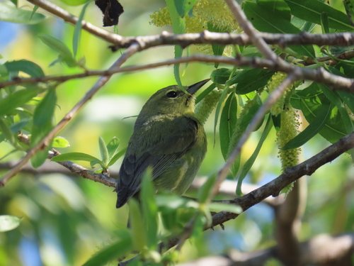 iNaturalist observation photo of Orange-crowned Warbler