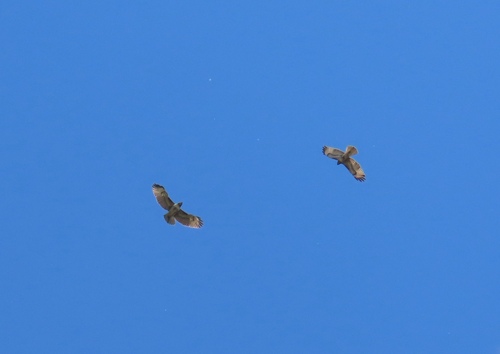 iNaturalist observation photo of Red-tailed Hawk