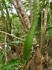 Acanthocereus