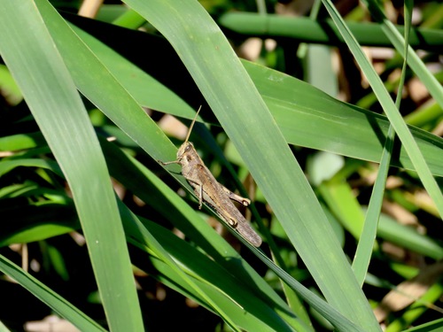 iNaturalist observation photo of Gray Bird Grasshopper