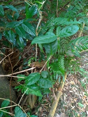 Theaceae