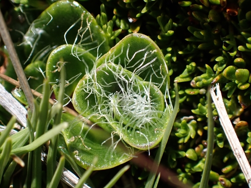 Ourisia glandulosa, photograph 5