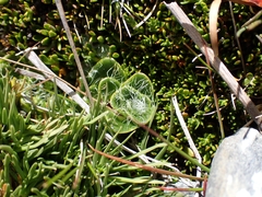 Ourisia glandulosa, photograph (c) Oscar Dove, some rights reserved (CC BY)