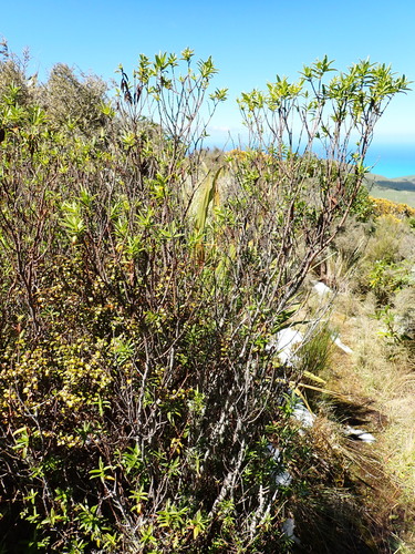 Banks Peninsula Hebe (Veronica strictissima)