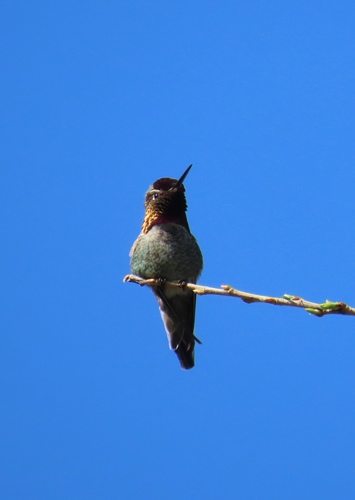 iNaturalist observation photo of Anna's Hummingbird