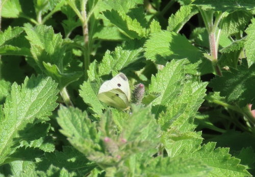 iNaturalist observation photo of Small White