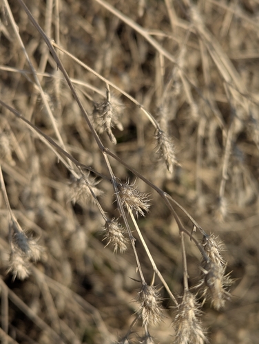 diffuse knapweed (Centaurea diffusa)