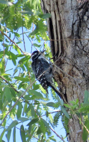 iNaturalist observation photo of Nuttall's Woodpecker