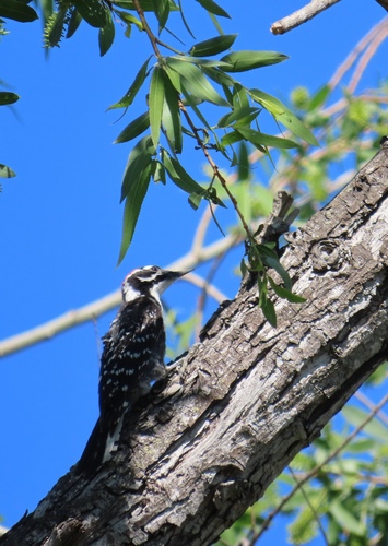 iNaturalist observation photo of Nuttall's Woodpecker