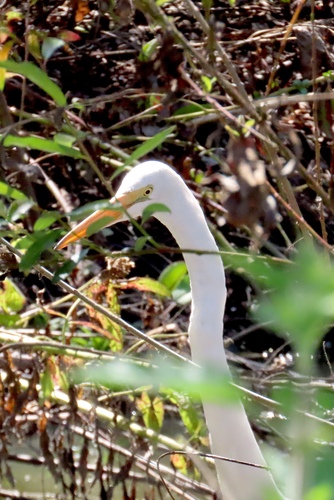 iNaturalist observation photo of Great Egret