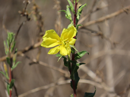 iNaturalist observation photo of tall evening primrose