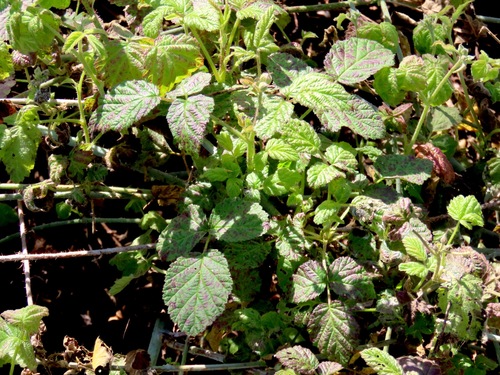 iNaturalist observation photo of trailing blackberry