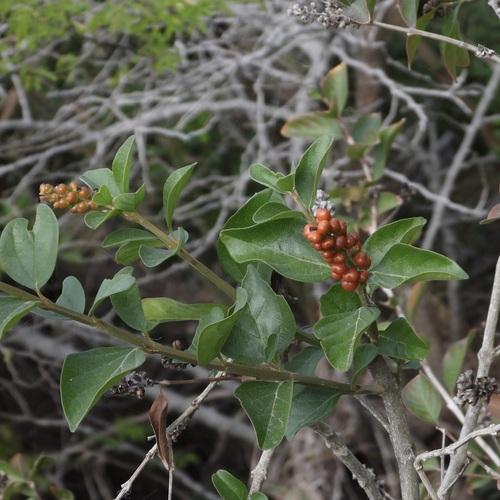Berlandier's Fiddlewood (Citharexylum berlandieri)