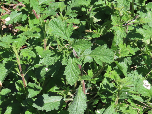 iNaturalist observation photo of western vervain