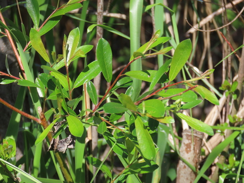 iNaturalist observation photo of Arroyo Willow