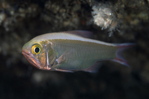 Eastern nannygai (Centroberyx affinis) — Berycidae