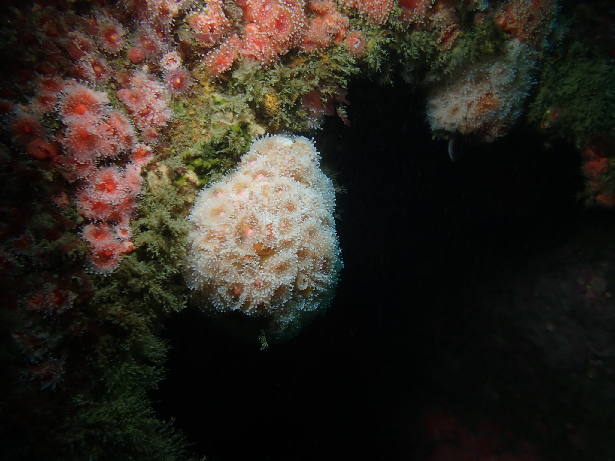 Corynactis californica Carlgren, 1936