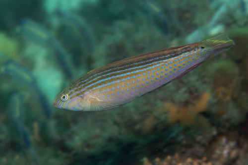Painted rainbow wrasse (Suezichthys arquatus) — Labridae — 2