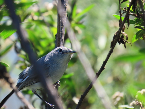 iNaturalist observation photo of Blue-gray Gnatcatcher