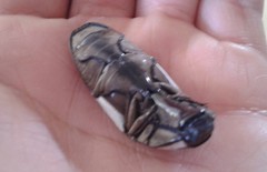 Chalcolepidius approximatus