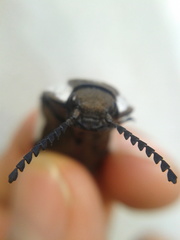 Chalcolepidius approximatus