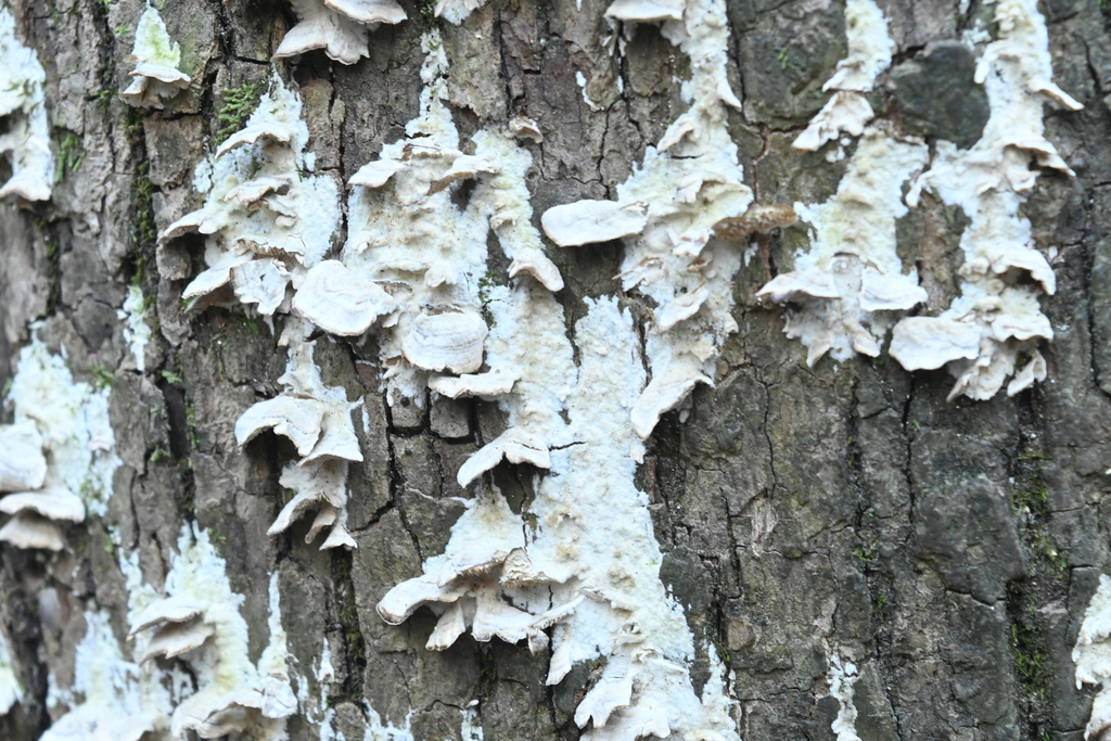 Trichaptum biforme · February 2026 · photo: © merkertgrace (iNaturalist, cc-by)