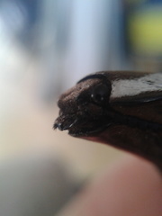 Chalcolepidius approximatus