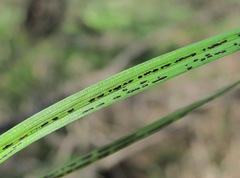 Schizonella intercedens