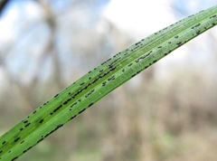 Schizonella intercedens