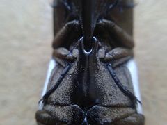 Chalcolepidius approximatus