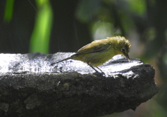 Zosterops virens virens