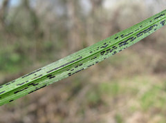 Schizonella intercedens