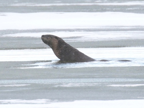 North American River Otter photographed in Ohio