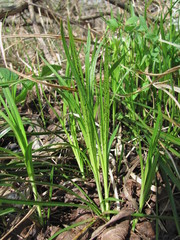 Schizonella intercedens