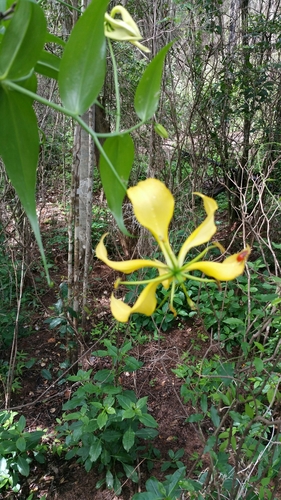 Gloriosa superba image