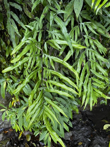 Pteris formosana iNat (2)