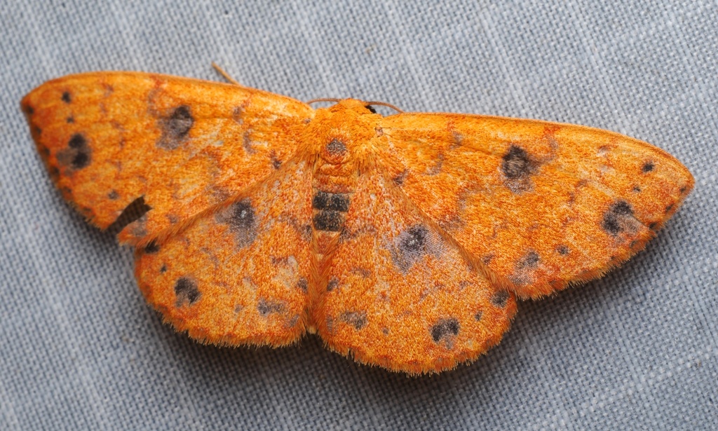 Semaeopus pustulata