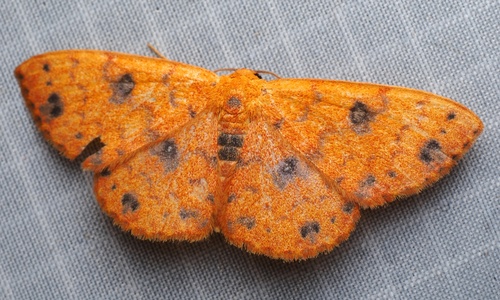 Semaeopus pustulata